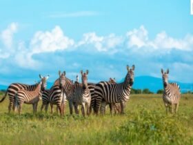 Serengeti as Africa's Top Tourist Attraction. 