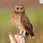 Wakulima washauriwa kufuga bundi kudhibiti panya